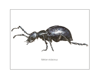 Meloe Violaceus, Beetle