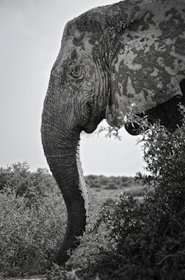 Smilende elefant