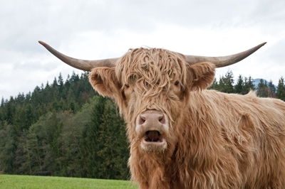 Vache des Highlands 1