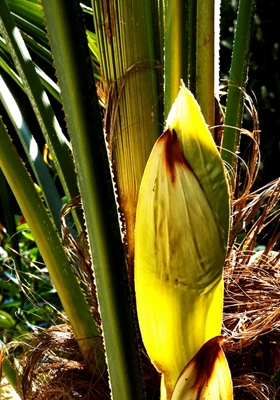 Botão de uma flor de palmeira