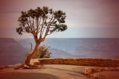 Twisted Tree am Grand Canyon