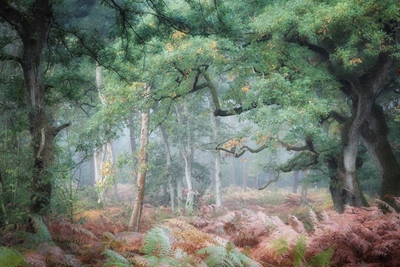 oak forest in autumn fog