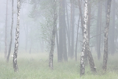 birch trees in the fog
