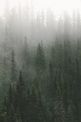 MISTY FOREST
