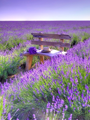 Bench in Lavender field