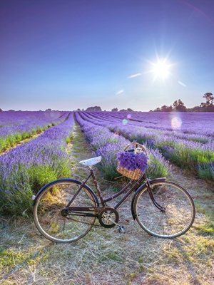 Cykla i lavendelfält