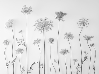 Wildblumen-Anmut