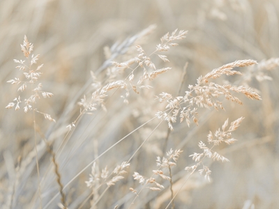 Grasses Swaying in the Breeze