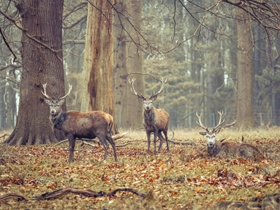 Stags in the forest
