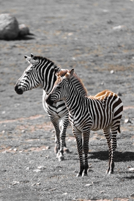 Zebra ponny med sin mamma