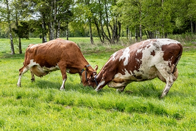 Cows playing on green grass