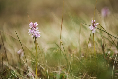 Moorland Spotted Orchid