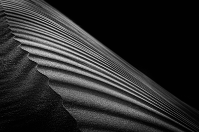 Sands of Arabia