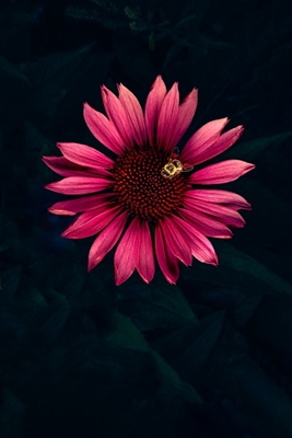 Echinacea purpurea mehiläisen kanssa