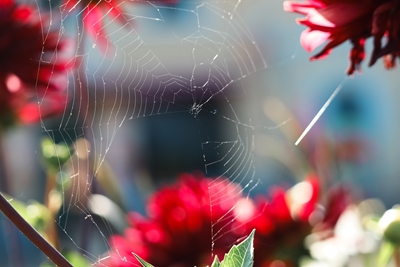 nature/spider web
