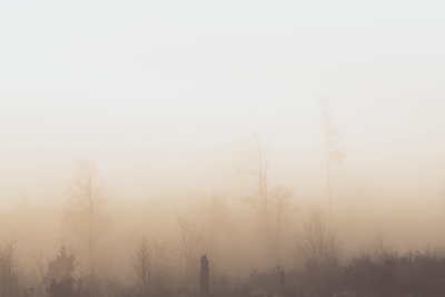 Gęsta mgła w leśnych krajobrazach