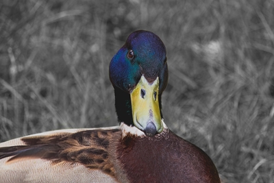 Ett ansikte av en and.