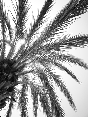 Palmtree in Spain