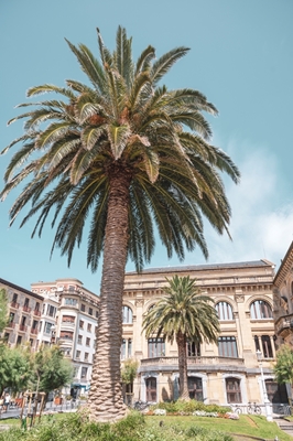 Die Palmen in San Sebastián