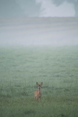 Le cerf dans le brouillard