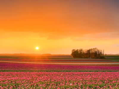 Sunset in a tulip field