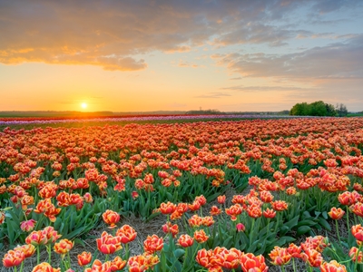 Champ de tulipes au coucher du soleil