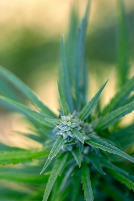 Hampa - Gräs - Ogräs - Cannabis 