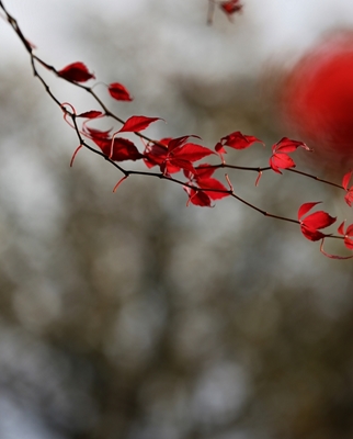 Red leaves in wind