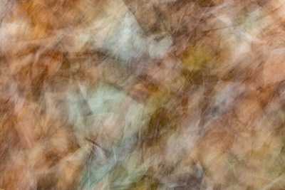 Leaves in motion, abstract