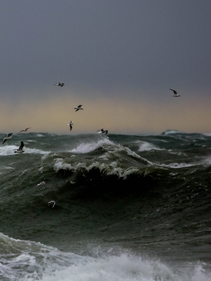 Stormvågor i Östersjön