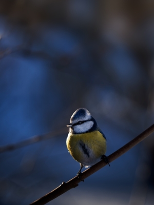 Blue tit in afternoon sun
