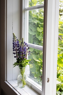 Lupins by the window