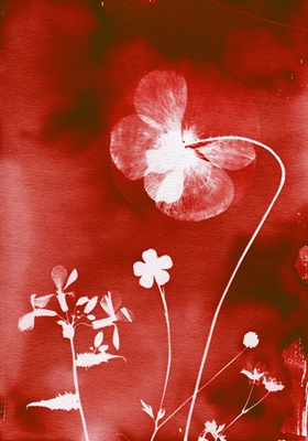 Prairie de fleurs rouges au pavot