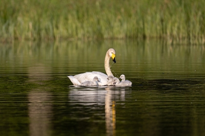 La famille Swan