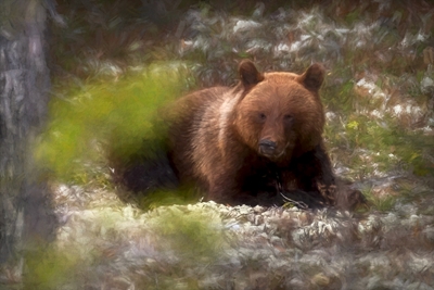 Medvěd Härjedalen na jaře.