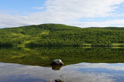 Skog reflekterad i sjö