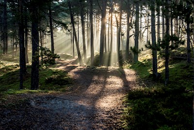 Luz del alba en el bosque de pinos