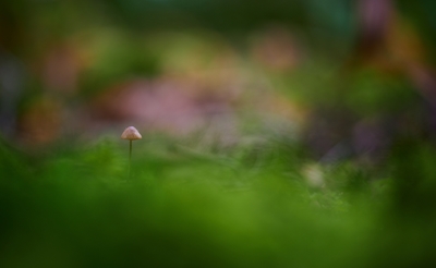 Tiny brown mushroom
