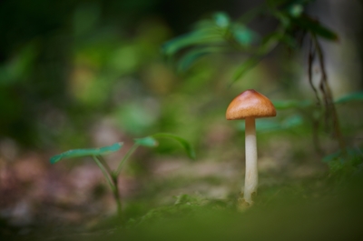 A mushroom in the forest