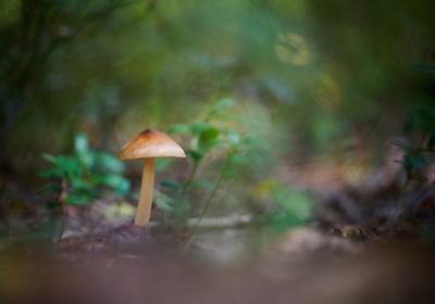 En svamp i skogen