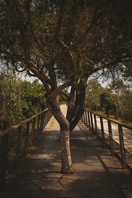 Árvores em um parque em Mallorca