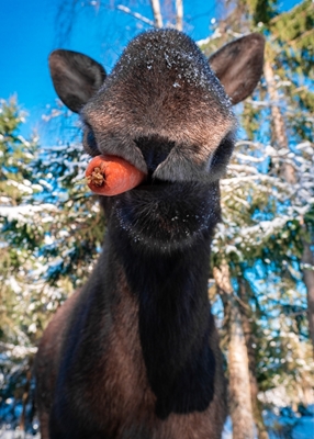 Carrot eating moose