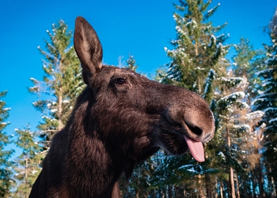 Moose sticking its tongue out