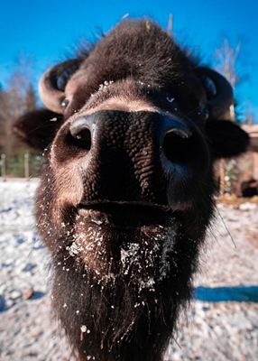 Curious American Bison