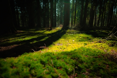 Moss täckt skogsgolv 