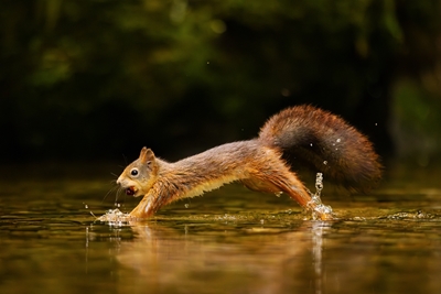 Squirrel jumping in water