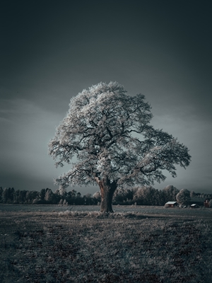 Frosty tree in a field