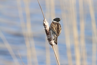 The reed bunting