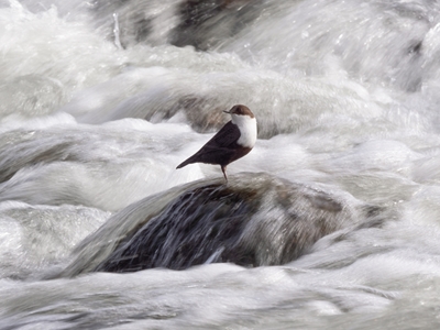 The white-throated dipper