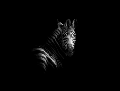 Zebra Schwarz & Weiß